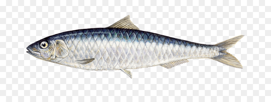  Sarden  Ikan  Berminyak Ikan  gambar  png