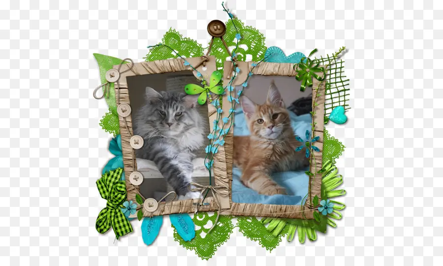 Foto Kucing，Bingkai PNG