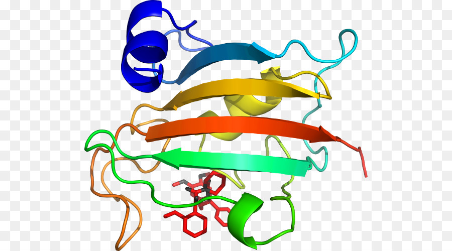 Struktur Protein，Biologi PNG