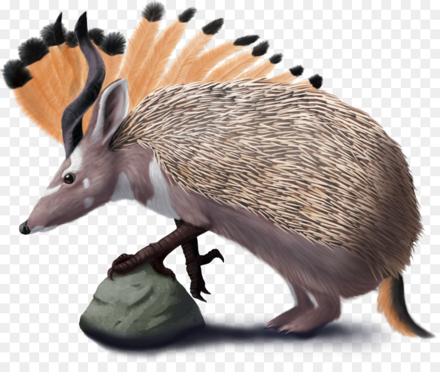 Opossum Umum，Ceratia PNG