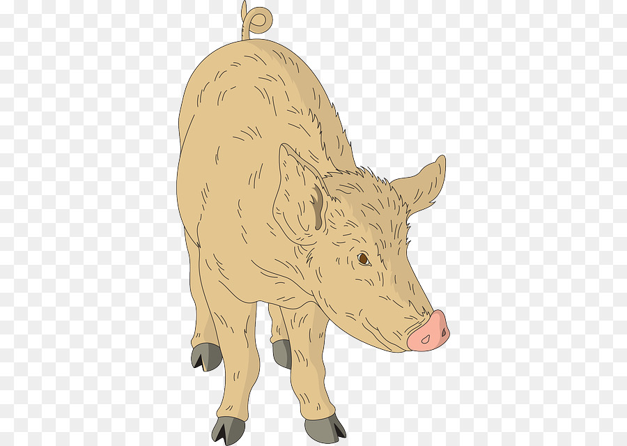 Babi，Ternak PNG