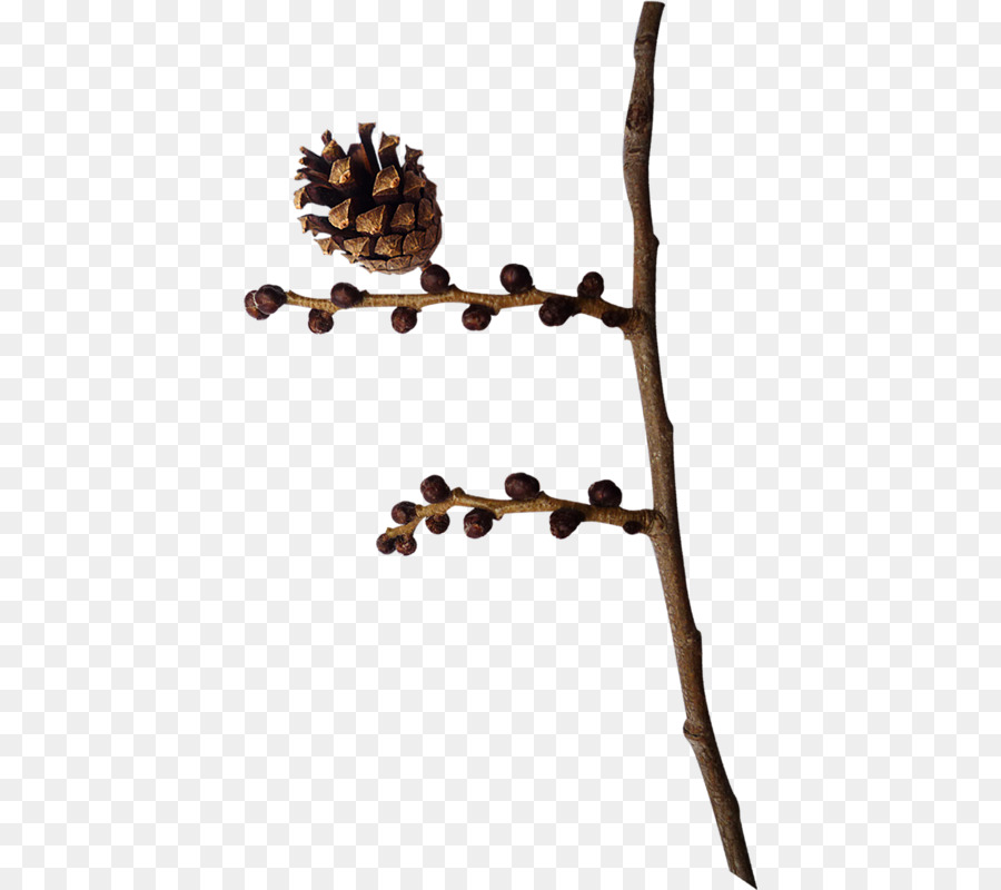 Cabang Dengan Pine Cone，Cabang PNG