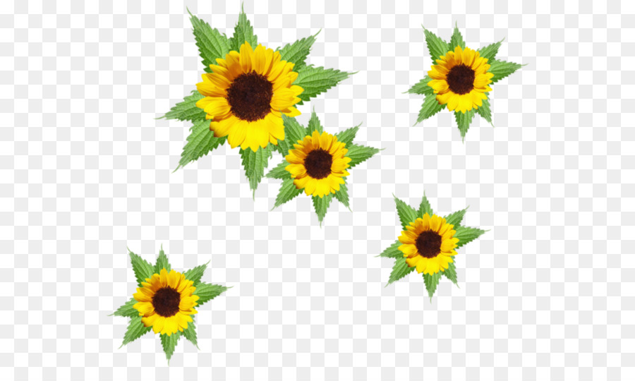 Umum Bunga Matahari Desktop Wallpaper Animasi Gambar Png