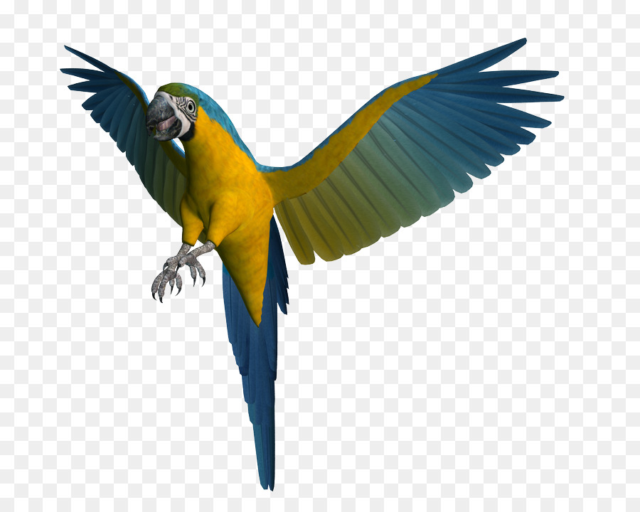 Burung，Burung Beo PNG
