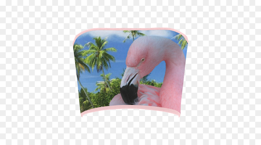 Flamingo，Fauna PNG