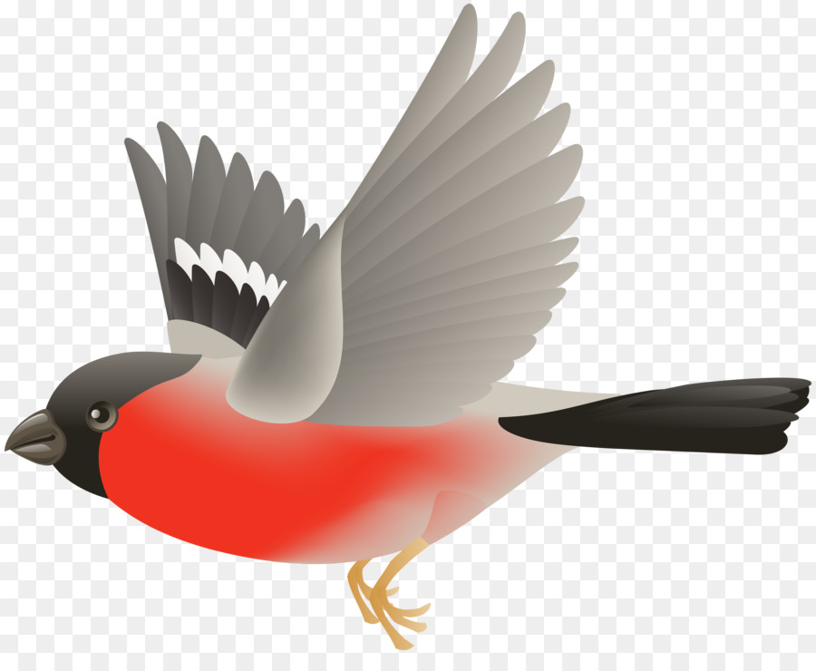 Burung，Burung Tiket Pesawat PNG