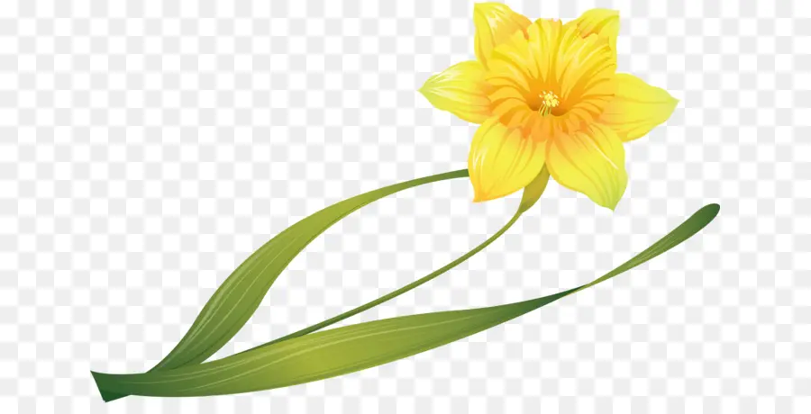 Daffodil，Narcissus PNG
