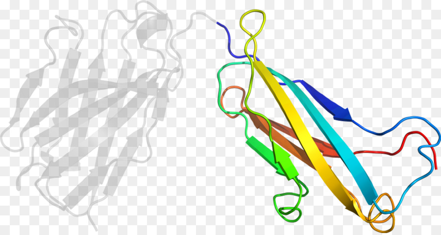 Struktur Protein，Molekul PNG