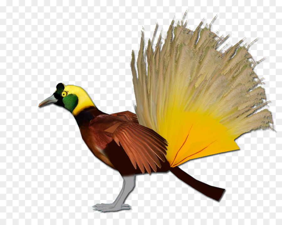 Paruh，Galliformes PNG