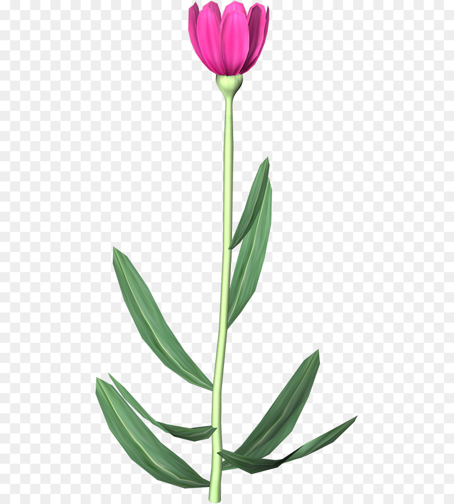 Tulip Bunga Animasi Gambar Png