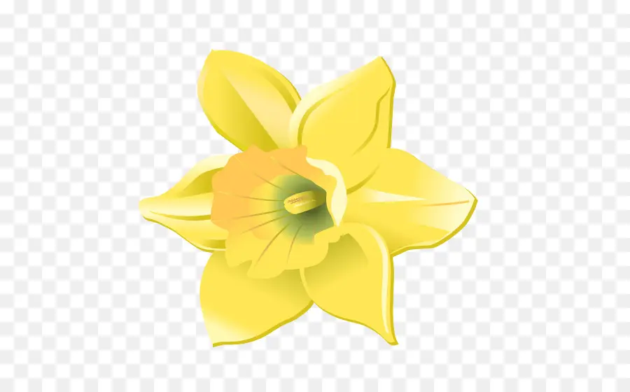 Daffodil，Bunga Potong PNG