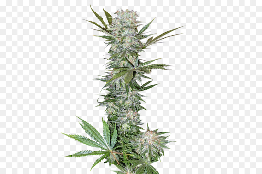 Bud Ganja，Ganja PNG