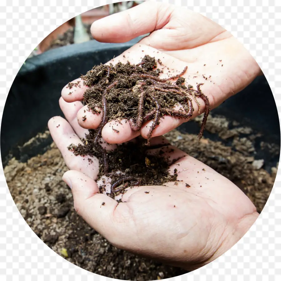 Tangan Dengan Tanah Dan Cacing，Berkebun PNG