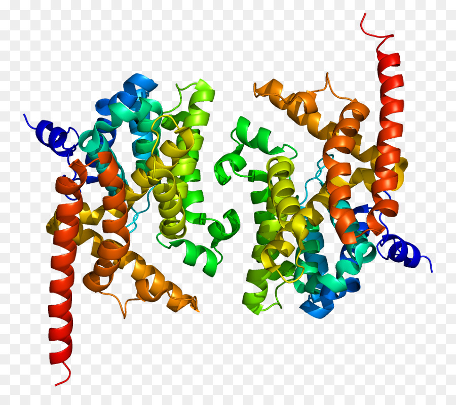 Struktur Protein，Molekul PNG