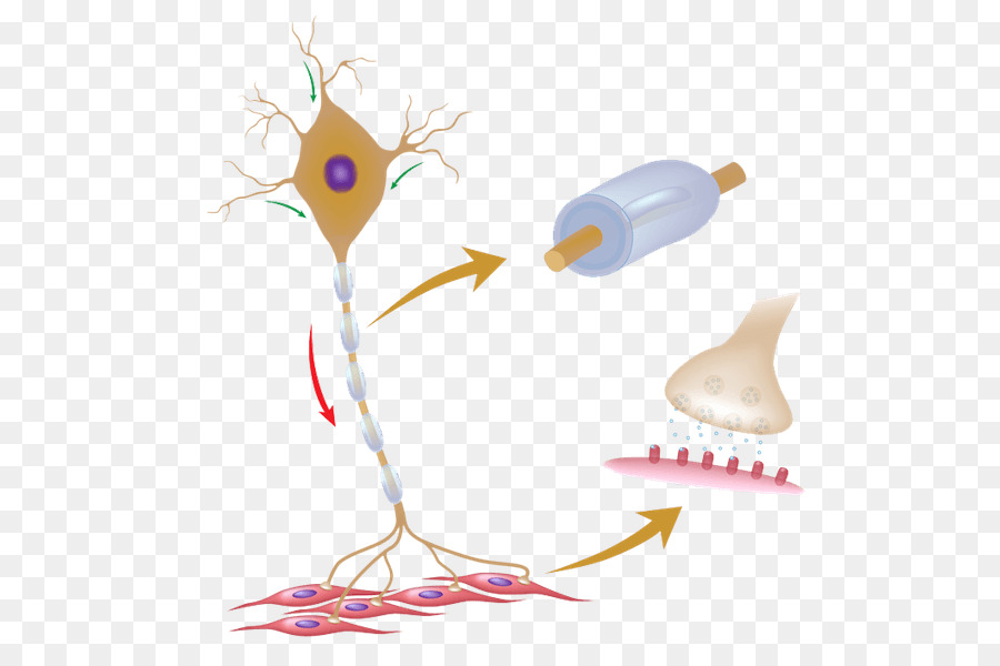 Motor Neuron，Neuron PNG