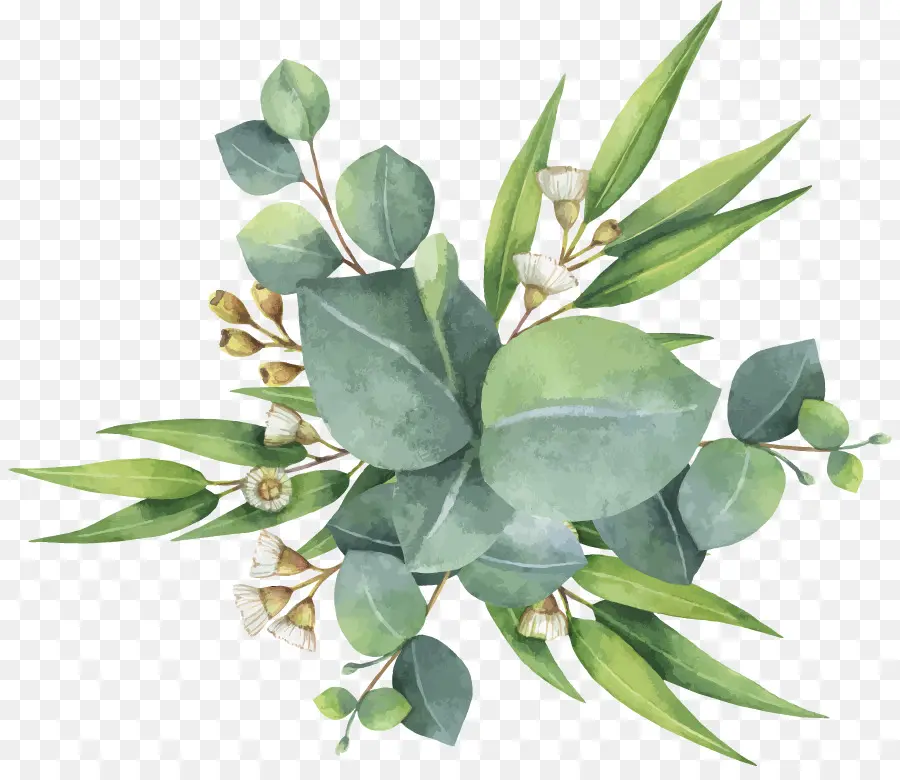 Kayu Putih Polyanthemos，Lukisan Cat Air PNG
