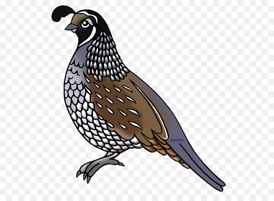 Burung Puyuh，California Quail PNG