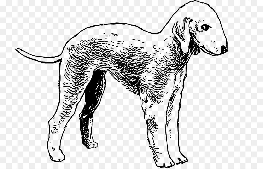 Bedlington Terrier，Bull Terrier PNG