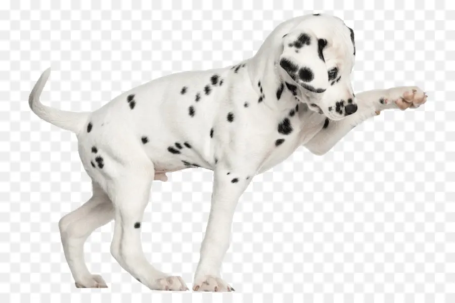 Anak Anjing Dalmatian，Anjing PNG