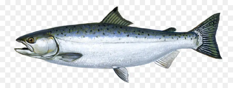 Salmon Chinook，Salmon Coho PNG