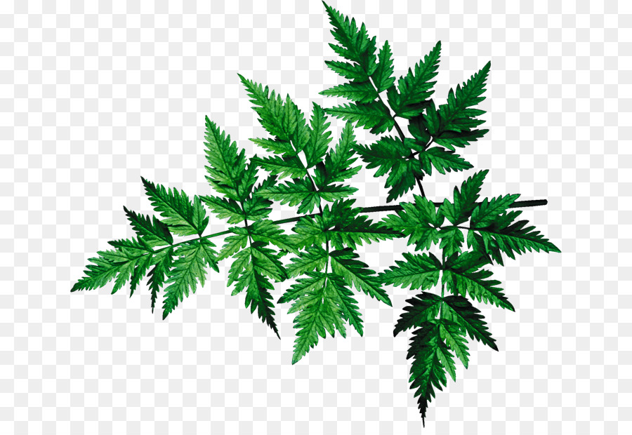 Daun Ganja，Ganja PNG