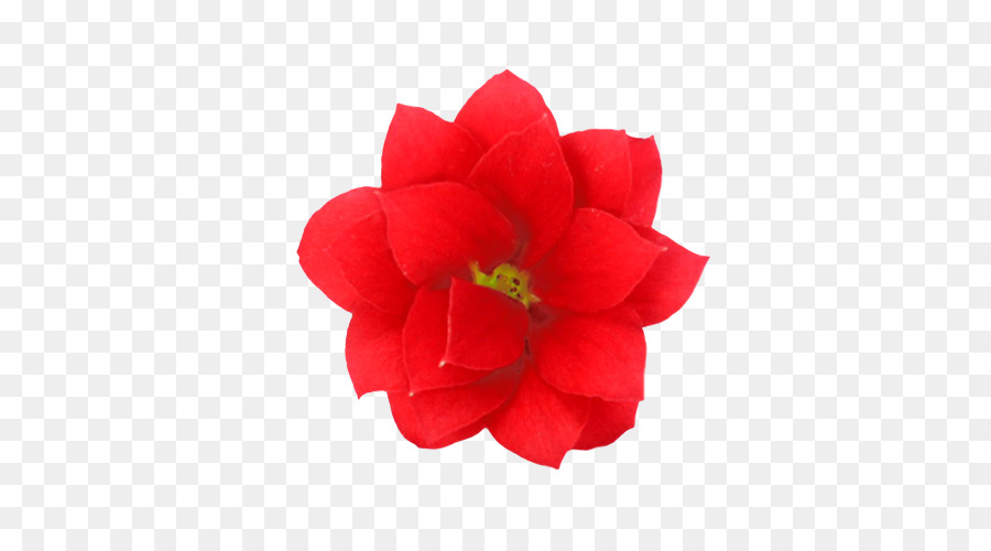 Mawar Taman，Bunga PNG