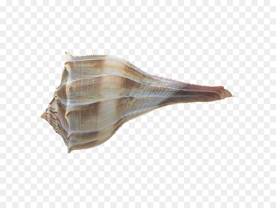 Kerang，Laut PNG