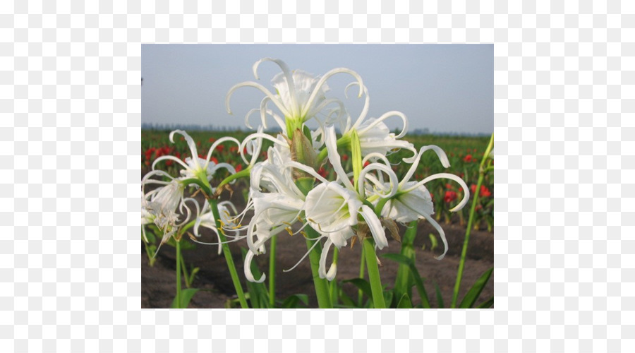 Hymenocallis Littoralis，Amaryllis PNG