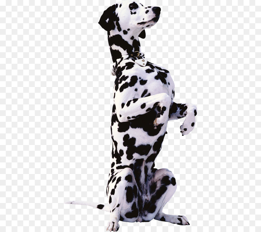 Anjing Dalmatian，Bintik Bintik PNG