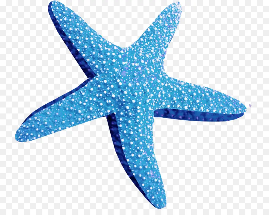 Bintang Laut，Rapuh Bintang PNG