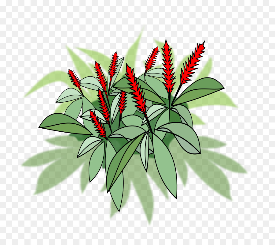 Bunga Merah，Daun Hijau PNG