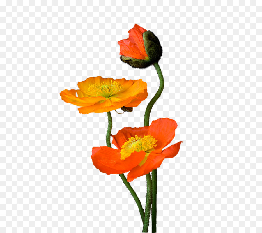 Blog，Poppy PNG