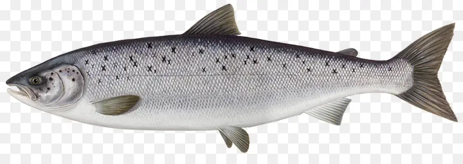 Salmon Atlantik，Salmon PNG
