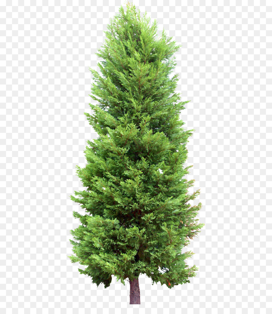 Cemara Pohon Pinus gambar png