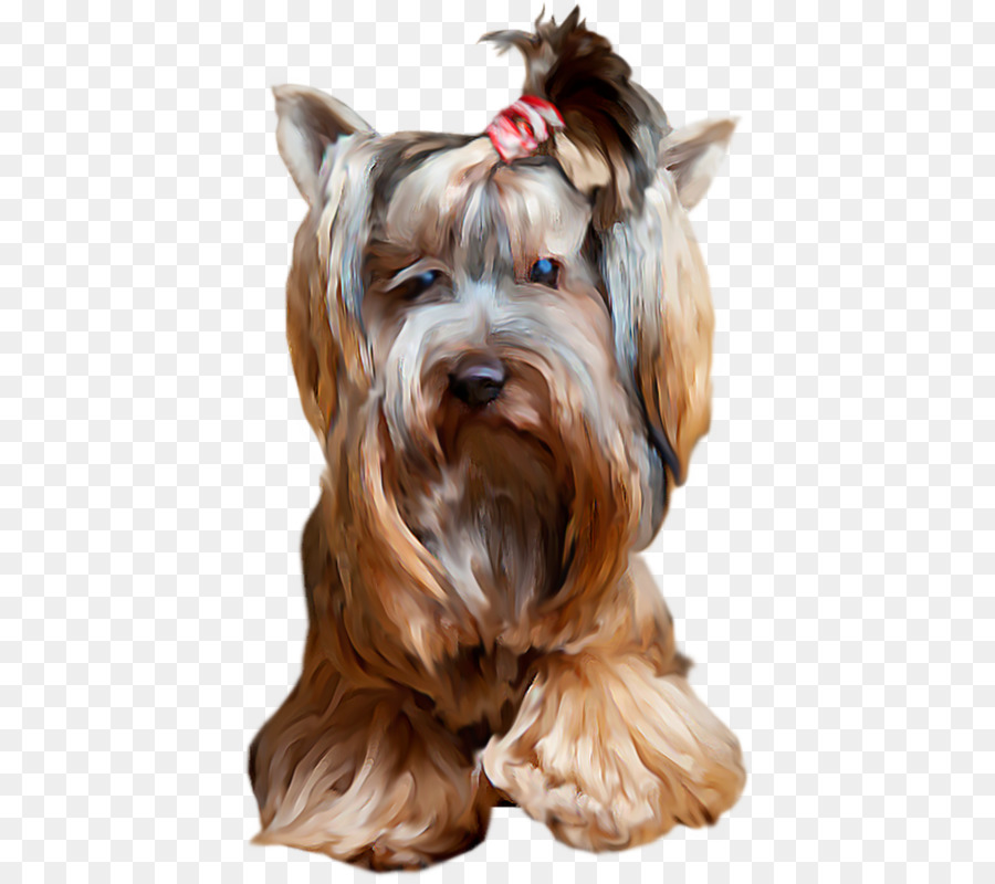 Yorkshire Terrier，Miniatur Schnauzer PNG