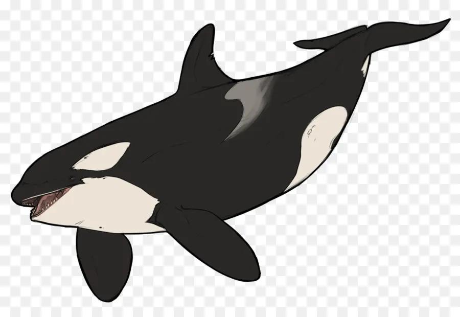 Orca，Hitam Dan Putih PNG