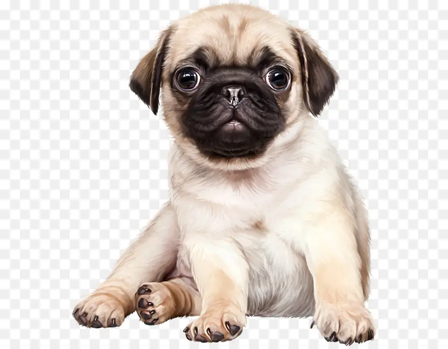 Anak Anjing Pug，Imut Imut PNG