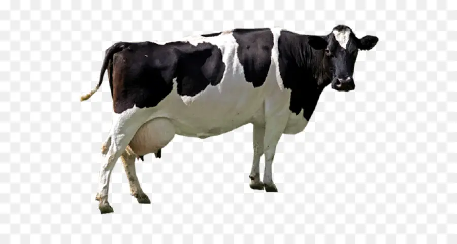 Holstein Friesian Ternak，Resolusi Gambar PNG