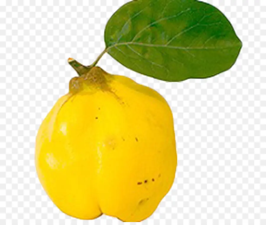 Quince，Kuning PNG