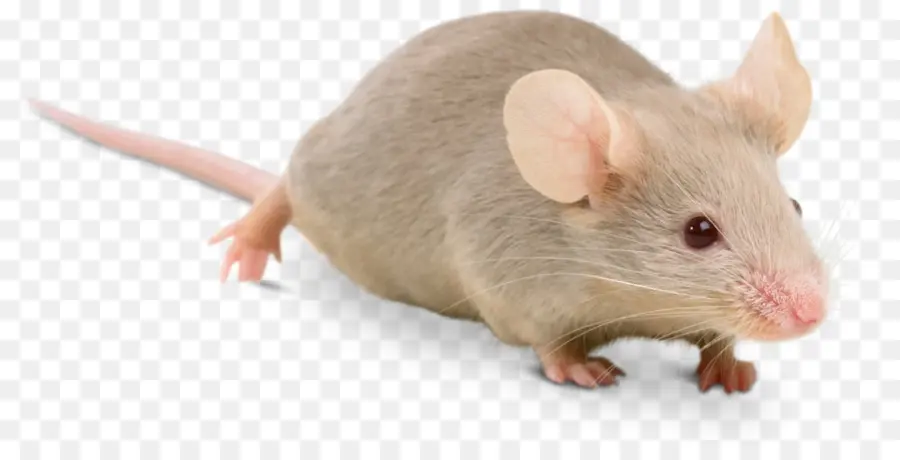 Mouse，Ragdoll PNG