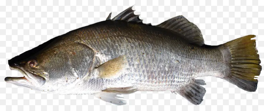 Ikan，Ikan Nila PNG