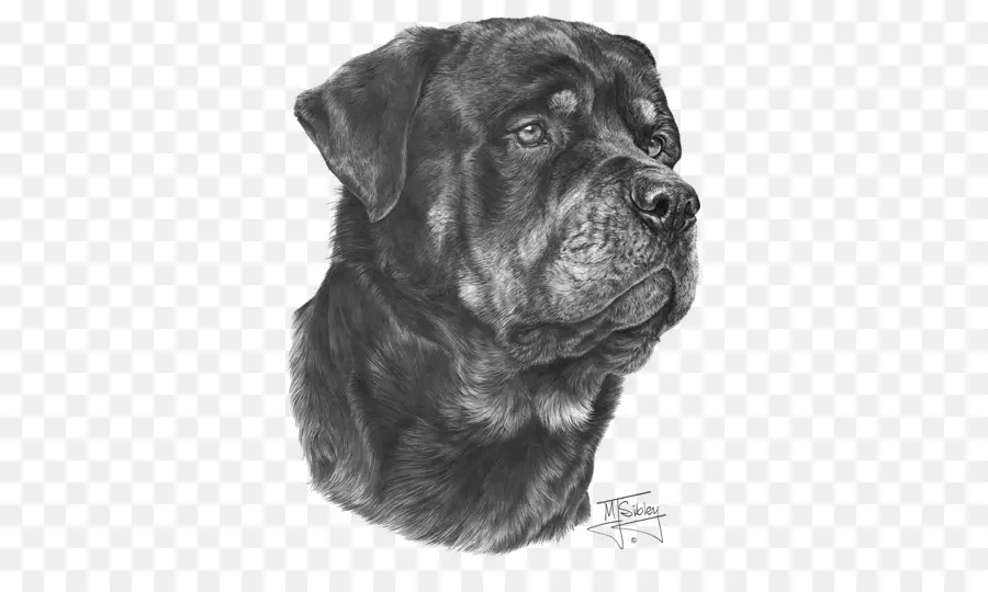 Rottweiler，Peliharaan PNG