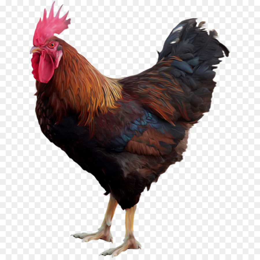 Ayam，Stiker PNG