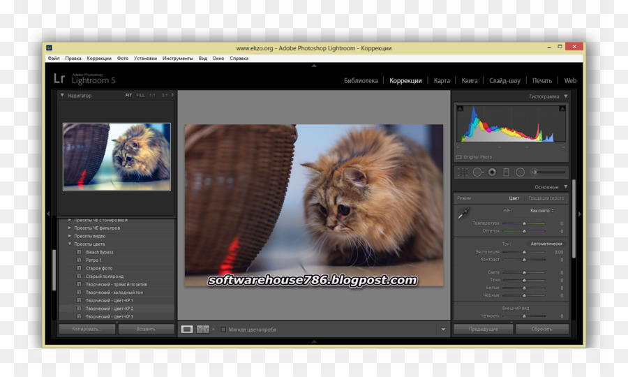 Kucing，Multimedia PNG