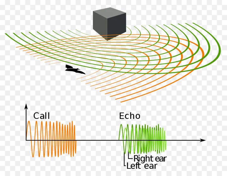 Diagram Ekolokasi，Gelombang Suara PNG