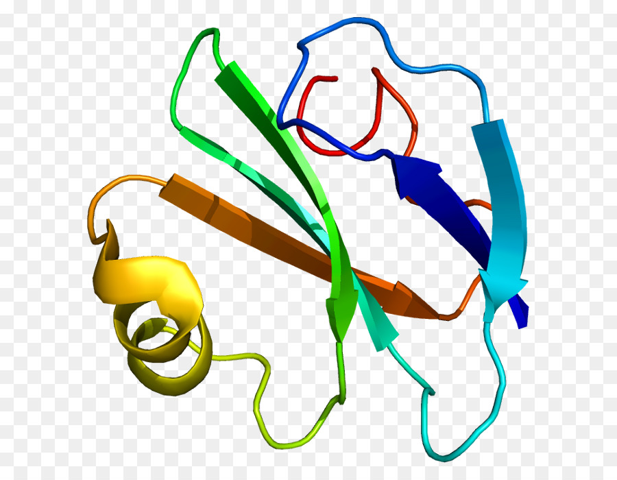 Sistem Komplemen，Protein PNG