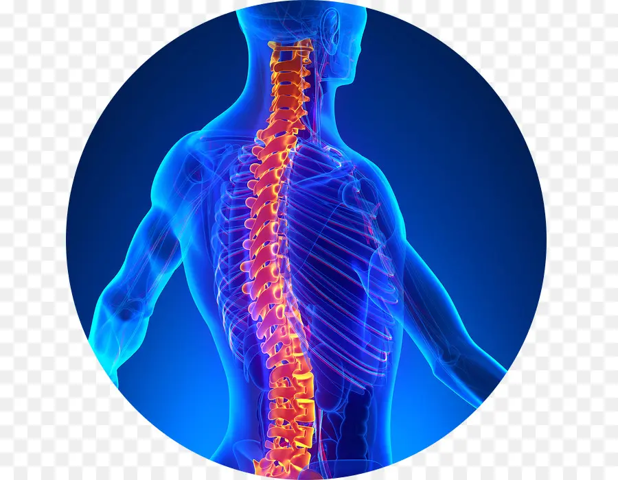 Chiropractic，Chiropractor PNG