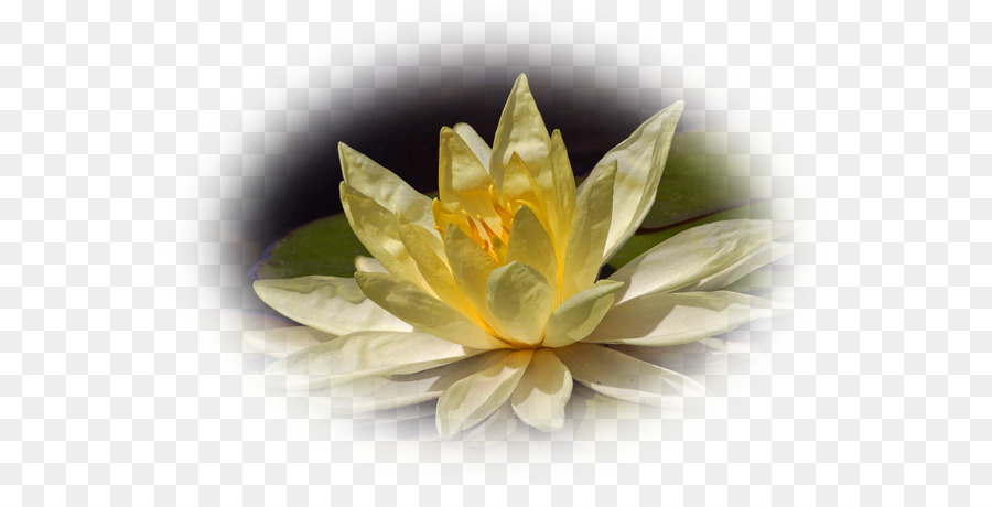 Nelumbo Nucifera, Bunga, Air gambar png