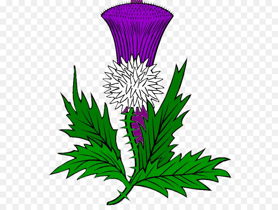 Thistle，Ungu PNG