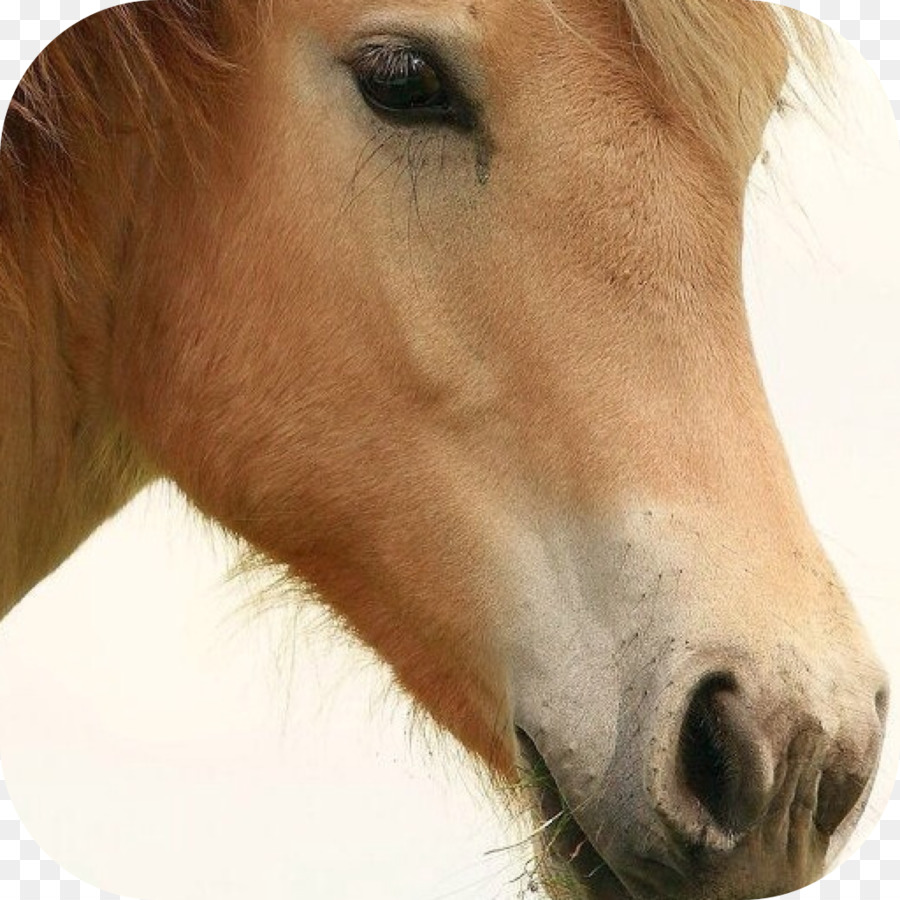 Kuda，Ras PNG